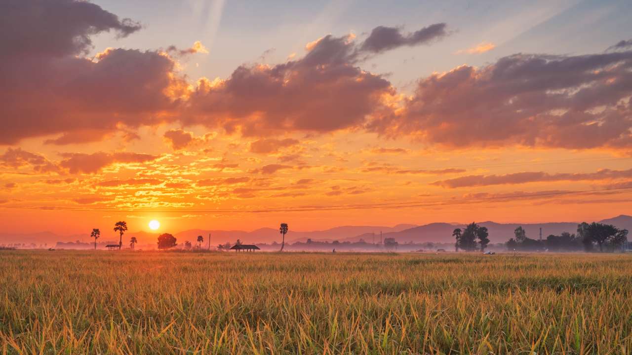 sunset over rice field