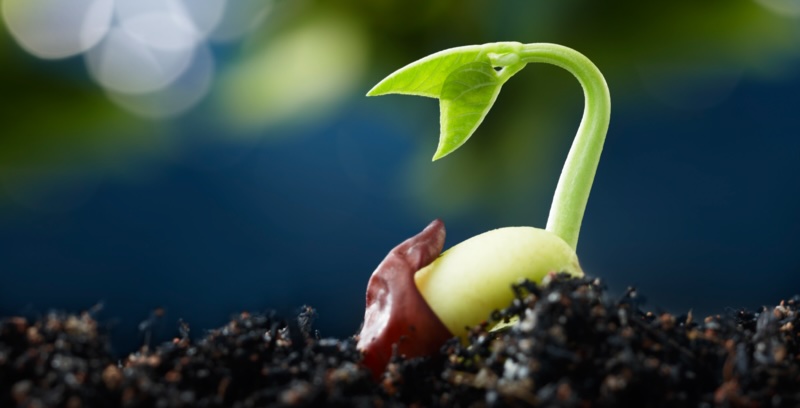 green tendril sprouts from a seed resting on the earth