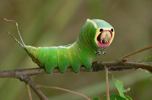 catapillar
